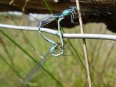 Paarung Becher Azurjungfer m. (Enallagma cythigerum)-L. Klasing