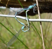 Paarung Becher Azurjungfer m. (Enallagma cythigerum)-L. Klasing