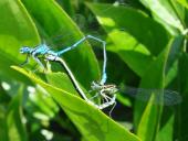 Paarung: Hufeisen Azurjungfer (Coenagrion puella)-L. Klasing