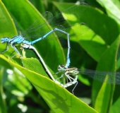 Paarung: Hufeisen Azurjungfer (Coenagrion puella)-L. Klasing