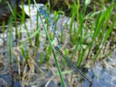 Paarung: Hufeisen Azurjungfer (Coenagrion puella)-L. Klasing