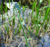 Paarung: Hufeisen Azurjungfer (Coenagrion puella)-L. Klasing