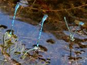 Eiablage: Hufeisen Azurjungfer (Coenagrion puella)-L. Klasing
