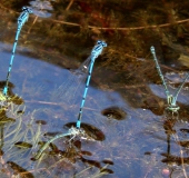 Eiablage: Hufeisen Azurjungfer (Coenagrion puella)-L. Klasing