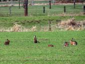 Feldhase (Lepus europeus)-L. Klasing