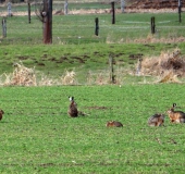 Feldhase (Lepus europeus)-L. Klasing