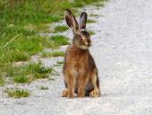 Feldhase (Lepus europeus)-L. Klasing