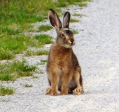 Feldhase (Lepus europeus)-L. Klasing