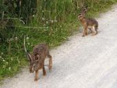 Feldhase (Lepus europeus)-L. Klasing