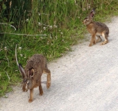 Feldhase (Lepus europeus)-L. Klasing