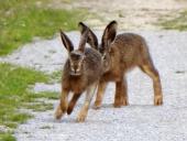Feldhase (Lepus europeus)-L. Klasing