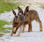 Feldhase (Lepus europeus)-L. Klasing