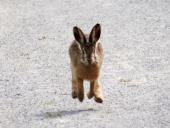Feldhase (Lepus europeus)-L. Klasing
