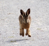 Feldhase (Lepus europeus)-L. Klasing