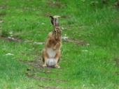 Feldhase (Lepus europeus)-L. Klasing