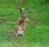 Feldhase (Lepus europeus)-L. Klasing