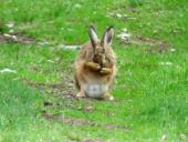 Feldhase (Lepus europeus)-L. Klasing