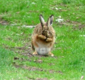 Feldhase (Lepus europeus)-L. Klasing