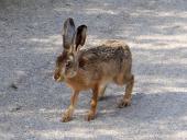 Feldhase (Lepus europeus)-L. Klasing