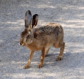 Feldhase (Lepus europeus)-L. Klasing