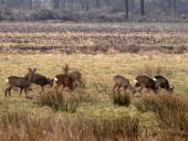 Reh (Capreolus capreolus)-L. Klasing