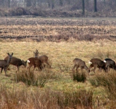 Reh (Capreolus capreolus)-L. Klasing