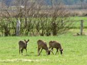 Reh (Capreolus capreolus)-L. Klasing