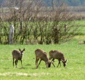 Reh (Capreolus capreolus)-L. Klasing