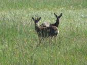 Reh (Capreolus capreolus)-L. Klasing