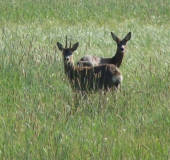 Reh (Capreolus capreolus)-L. Klasing