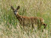 Reh (Capreolus capreolus)-L. Klasing