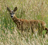 Reh (Capreolus capreolus)-L. Klasing