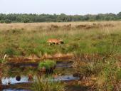 Reh (Capreolus capreolus)-L. Klasing