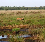 Reh (Capreolus capreolus)-L. Klasing