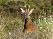 Reh (Capreolus capreolus)-L. Klasing
