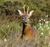 Reh (Capreolus capreolus)-L. Klasing