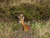 Reh (Capreolus capreolus)-L. Klasing