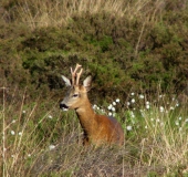 Reh (Capreolus capreolus)-L. Klasing