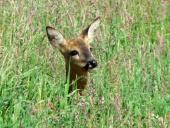 Reh (Capreolus capreolus)-L. Klasing