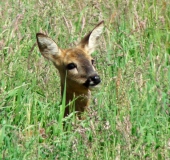 Reh (Capreolus capreolus)-L. Klasing