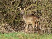 Reh (Capreolus capreolus)-L. Klasing