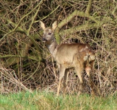 Reh (Capreolus capreolus)-L. Klasing