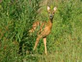 Reh (Capreolus capreolus)-L. Klasing