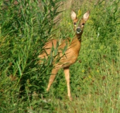 Reh (Capreolus capreolus)-L. Klasing