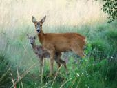 Reh (Capreolus capreolus)-L. Klasing