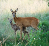 Reh (Capreolus capreolus)-L. Klasing