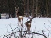 Reh (Capreolus capreolus)-L. Klasing