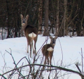 Reh (Capreolus capreolus)-L. Klasing