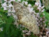 Nesselzünsler (Pleuroptya ruralis) L. Klasing