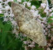 Nesselzünsler (Pleuroptya ruralis) L. Klasing